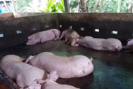 Dịch tả lợn Châu Phi tại ĐBSCL diễn biến phức tạp