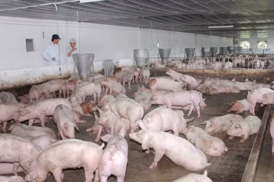 Đồng Nai: Chi 1,5 tỷ đồng hỗ trợ hộ chăn nuôi lợn trên địa bàn