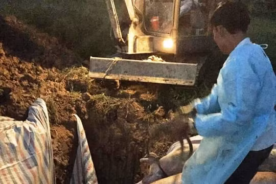 Phát hiện dịch tả lợn châu Phi đầu tiên xuất hiện tại Hà Tĩnh