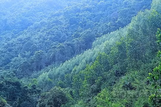 Quảng Ninh: Đẩy mạnh công tác bảo vệ và phát triển rừng
