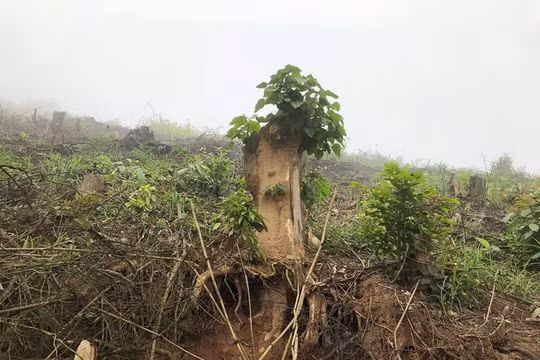 Nghệ An: Bắt giam nhóm cán bộ Ban quản lý rừng phòng hộ làm giả hồ sơ chiếm đoạt tiền tỷ