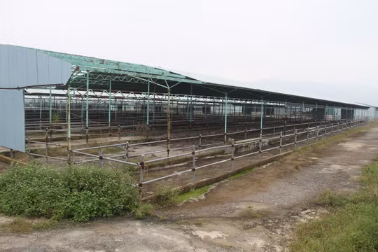“Đại” dự án chăn nuôi bò thịt tại Hà Tĩnh: Bộ Công an yêu cầu định giá tài sản cố định hiện hữu