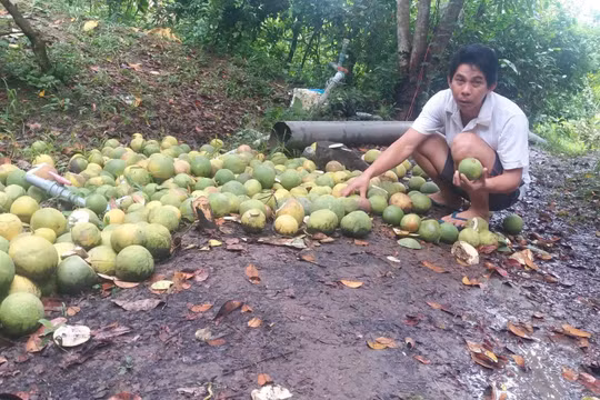 Đau đớn nhìn vườn cây ăn quả đang ra trái bị phá tan hoang