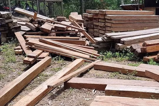Quảng Bình: Điều tra vụ cất giấu gỗ lậu trong trụ sở UBND xã