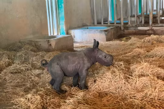 Tê giác con đầu tiên chào đời tại Vinpearl Safari Phú Quốc