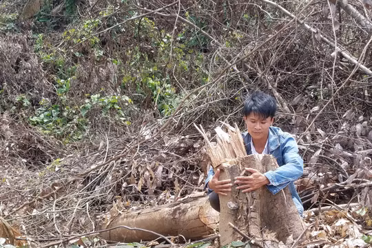 Quảng Bình: Hơn 2 hecta rừng gần trạm kiểm lâm bị đốn hạ