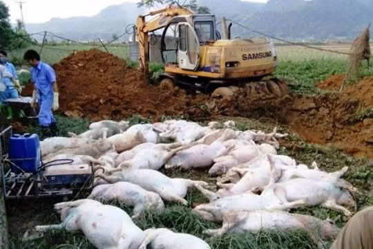Nhiều tỉnh, thành đồng loạt đối phó với dịch tả lợn Châu Phi