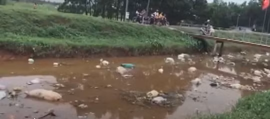 Bắc Giang: Gắn trách nhiệm người đứng đầu trong công tác phòng chống dịch tả lợn Châu Phi