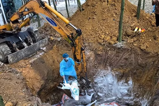 Hà Nội: Dịch tả lợn Châu Phi đã tiếp tục bùng phát và lan rộng
