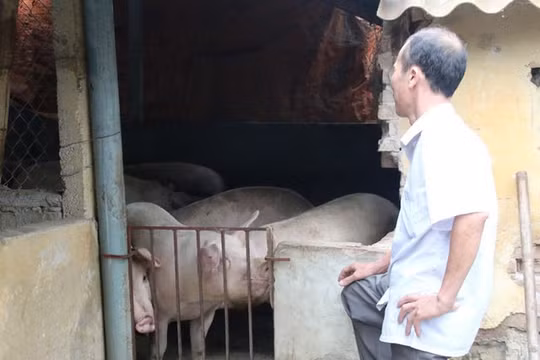 Tiêu điều ở “thủ phủ” nuôi lợn miền Bắc