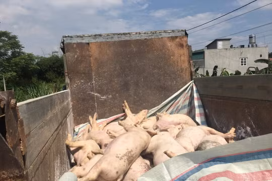 Phú Thọ: Mỗi ngày trung bình có hàng chục ổ dịch tả lợn châu Phi mới xuất hiện trên địa bàn