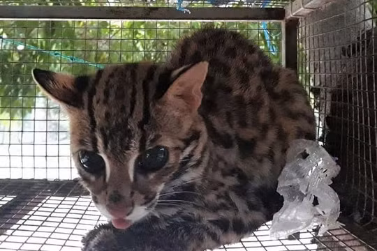 Nhiều cá thể động vật hoang dã được giải cứu nhờ thông tin từ đường dây nóng