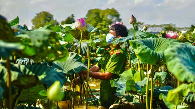 Được biết, nhằm đảm bảo công tác phòng chống dịch, trước khi tham gia đều được tiêm 2 mũi vaccine và đều có kết quả âm tính khi tiến hành xét nghiệm nhanh. Bên cạnh đó đều phải rửa tay sát khuẩn và được tập huấn trước khi tham gia hỗ trợ bà con.(Ảnh PT)