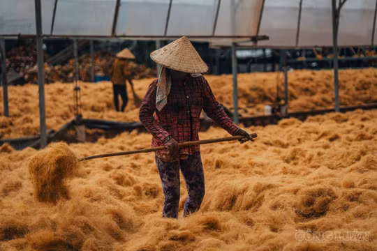 xơ dừa