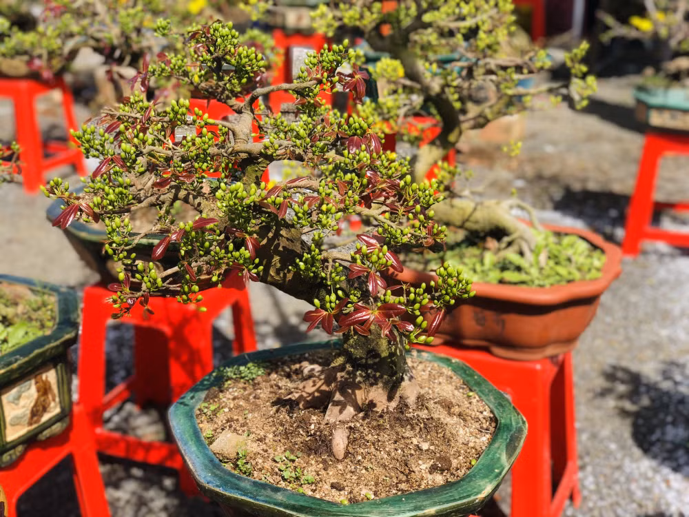 gia lai mai bonsai vang ruc dep me ly gia chi hon 1 trieu van e chong e cho hinh 9