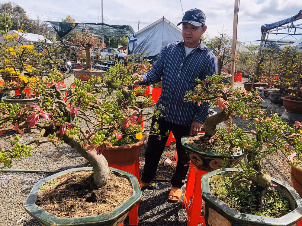 gia lai mai bonsai vang ruc dep me ly gia chi hon 1 trieu van e chong e cho hinh 12