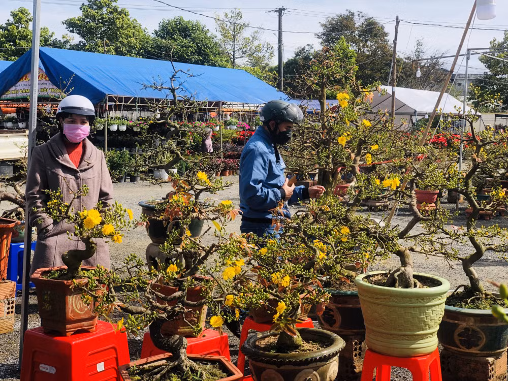 gia lai mai bonsai vang ruc dep me ly gia chi hon 1 trieu van e chong e cho hinh 11