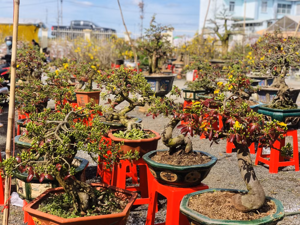 gia lai mai bonsai vang ruc dep me ly gia chi hon 1 trieu van e chong e cho hinh 5