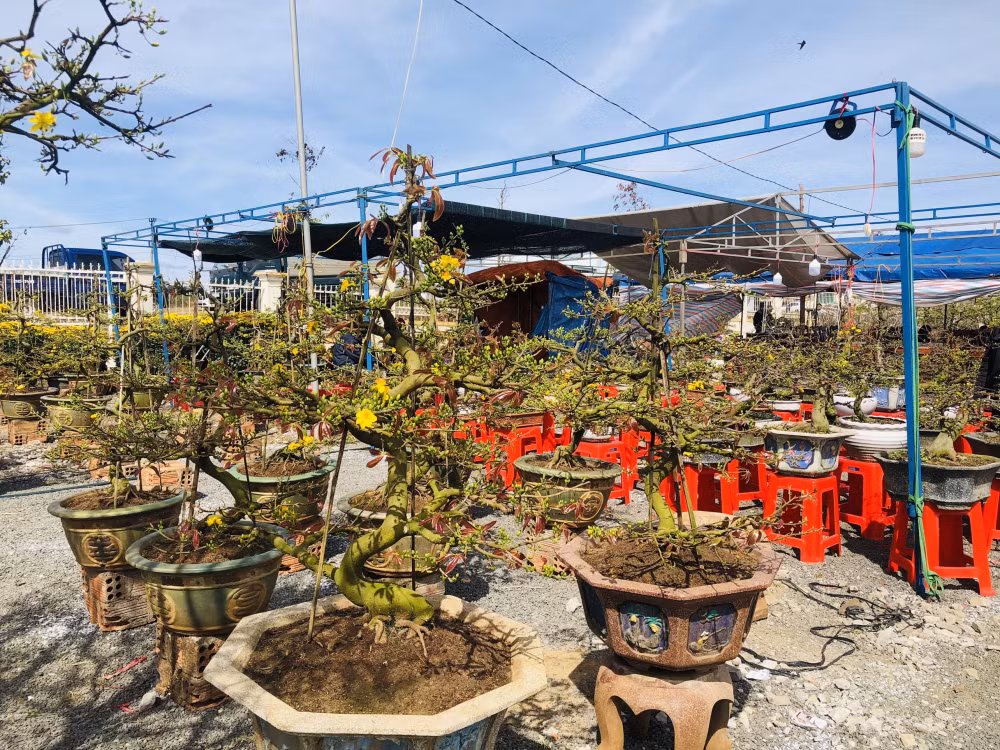 gia lai mai bonsai vang ruc dep me ly gia chi hon 1 trieu van e chong e cho hinh 2