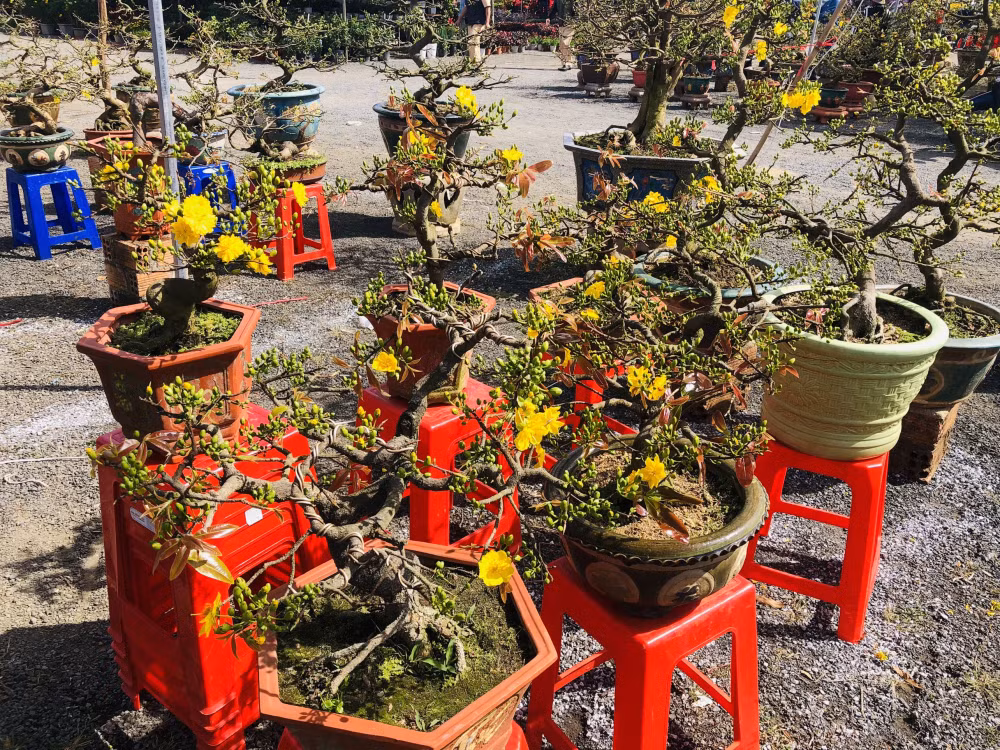 gia lai mai bonsai vang ruc dep me ly gia chi hon 1 trieu van e chong e cho hinh 3