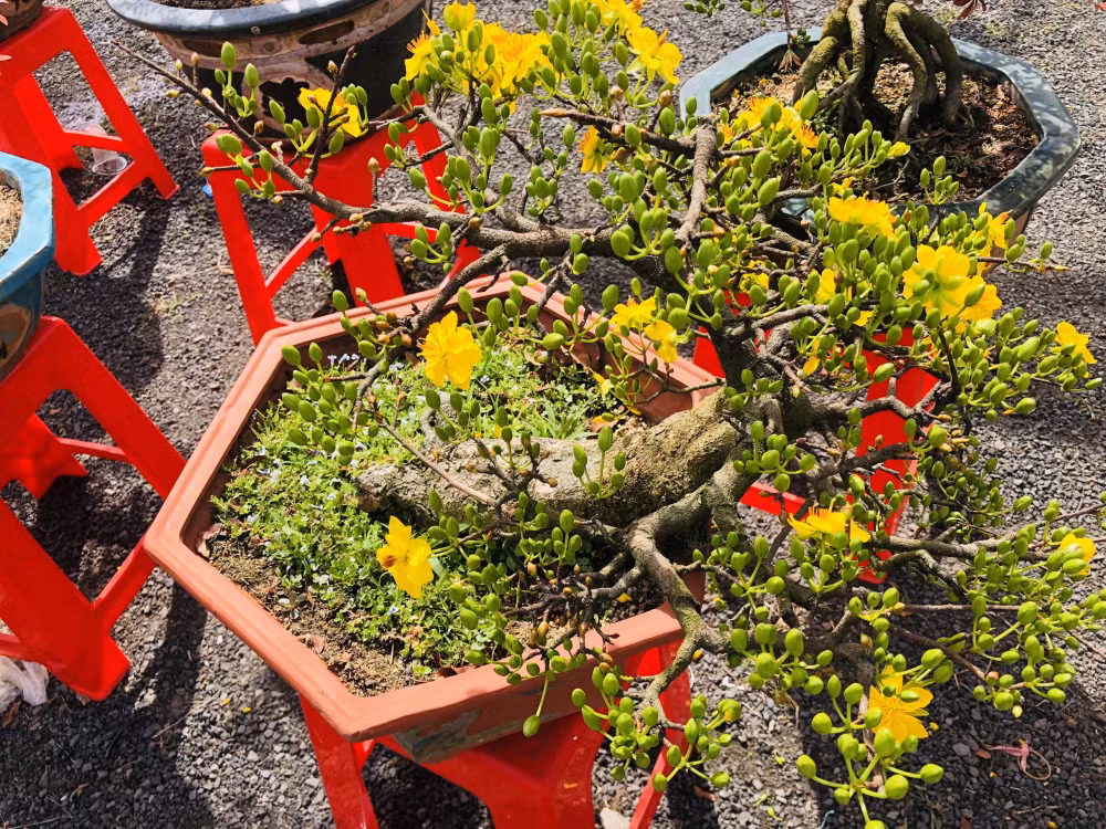 gia lai mai bonsai vang ruc dep me ly gia chi hon 1 trieu van e chong e cho hinh 8