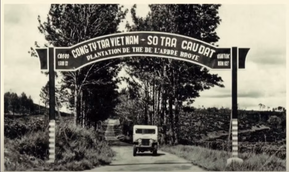tra xuan uong tra di hinh 3