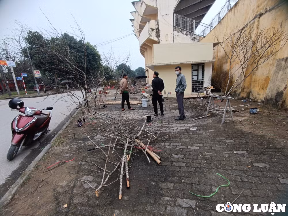 nghe an cay canh sale khung van vang khach tieu thuong chat bo nghi tet som hinh 10