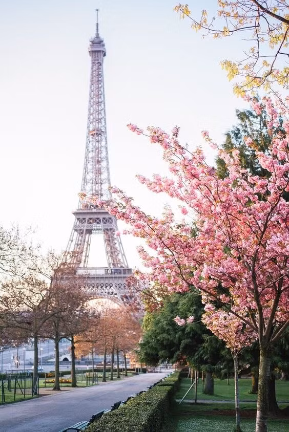 cherry-blossom-in-paris-2