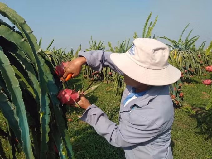 thanh long binh thuan chinh thuc duoc bao ho chi dan dia ly tai nhat ban hinh 4