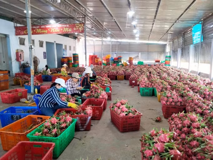 thanh long binh thuan chinh thuc duoc bao ho chi dan dia ly tai nhat ban hinh 3
