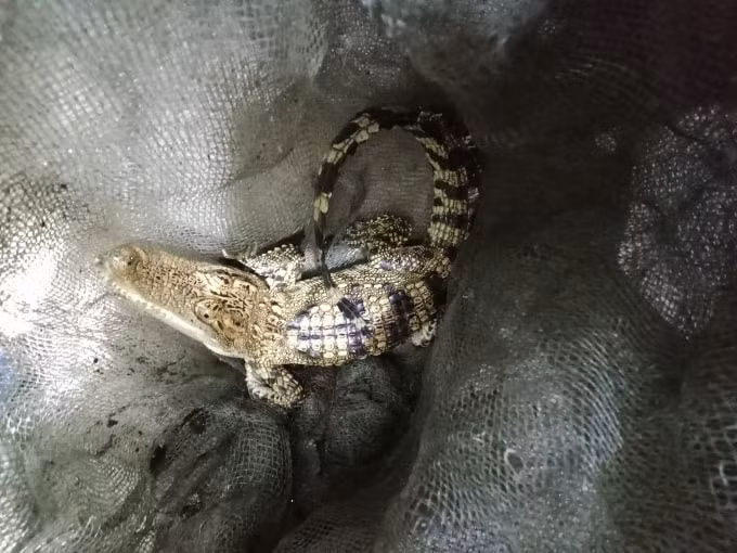di cau ca trong dem nguoi dan bat duoc ca sau hinh 2