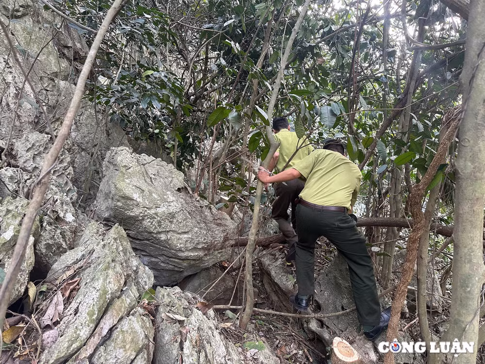 hang chuc cay go bi don ha xac dinh doi tuong khai thac rung tu nhien hinh 1