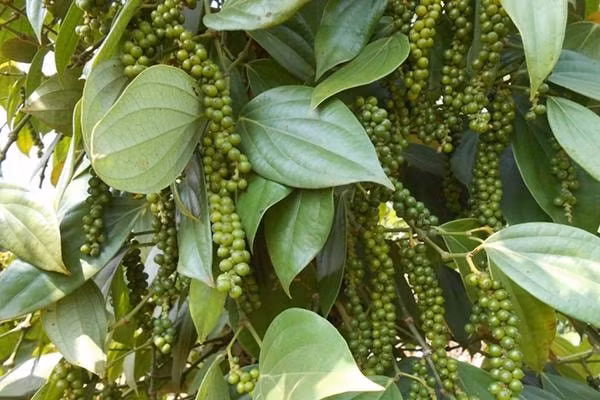 Giá tiêu ở Tây Nguyên và miền Nam có xu hướng tăng nhẹ. Ảnh minh họa.