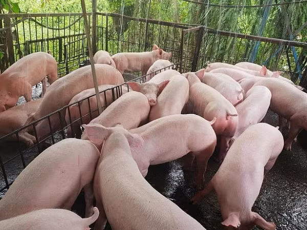 Giá heo hơi trên cả nước đang ghi nhận đà giảm nhẹ. Ảnh minh họa.
