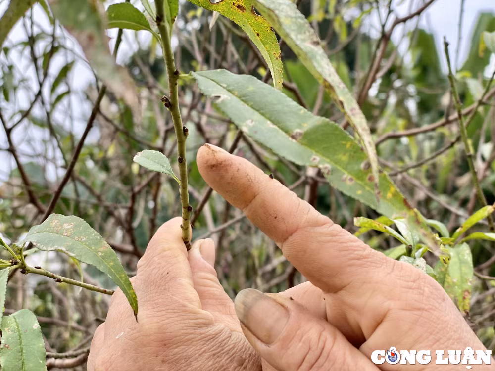 nguoi dan lang dao lon nhat thanh hoa chuan bi hang don vu tet hinh 3