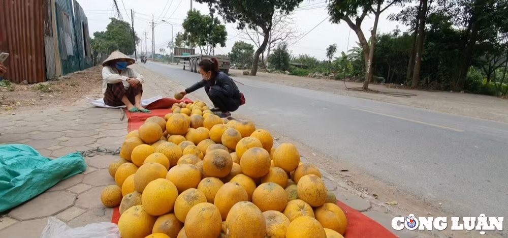 buoi dien dac san hoa trai dat ha thanh vao mua thu hoach hinh 7