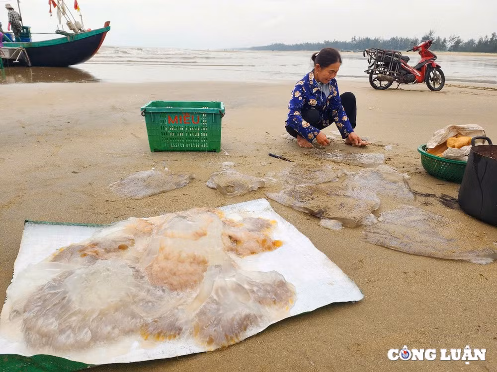 ngu dan ha tinh trung dam mua sua bien thu tien trieu moi chuyen ra khoi hinh 6