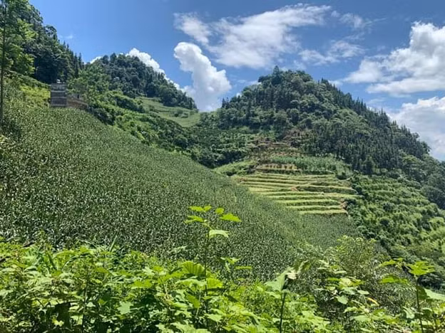 lac van pa di xuong pho mua boi thu hinh 2