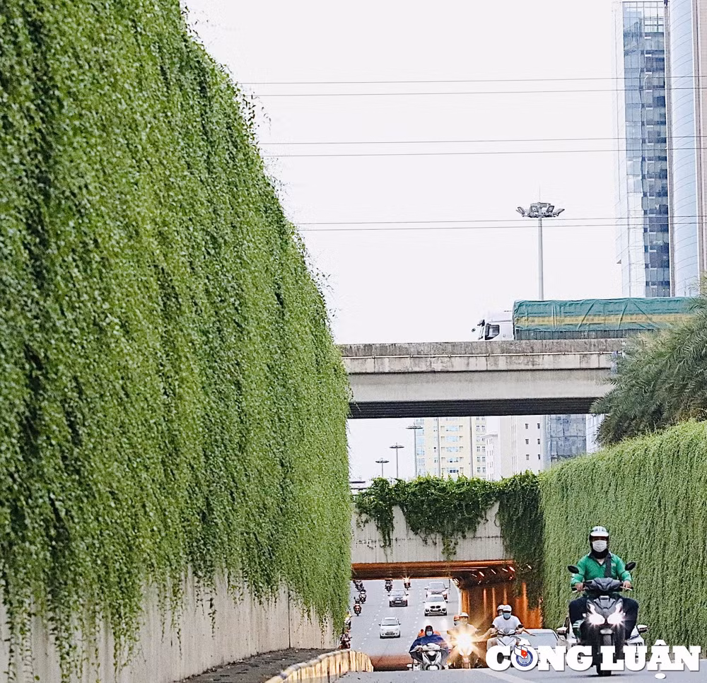 ngam con duong buc tuong xanh dep nhu tren phim o ha noi hinh 7
