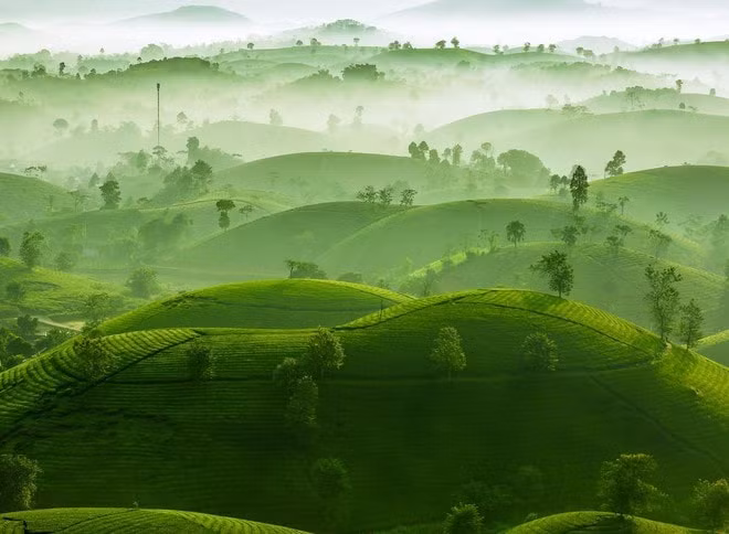 anh chup doi che phu tho doat giai bac quoc te hinh 1