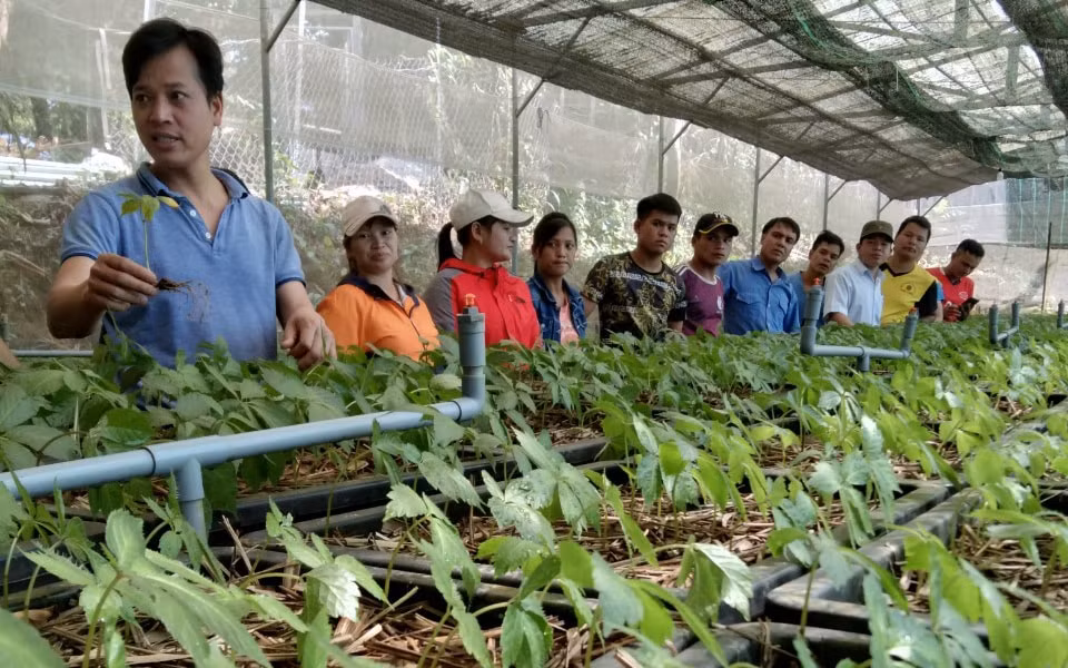 dien tich trong sam viet nam dat khoang 21000 ha vao nam 2030 hinh 1