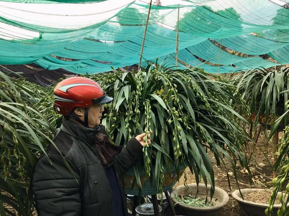 hoa dia lan tran mong sa pa dat do xuong pho dip can tet hinh 4