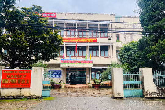 Gia Lai bổ nhiệm Giám đốc Ban Quản lý rừng phòng hộ sau hợp nhất 29 đơn vị