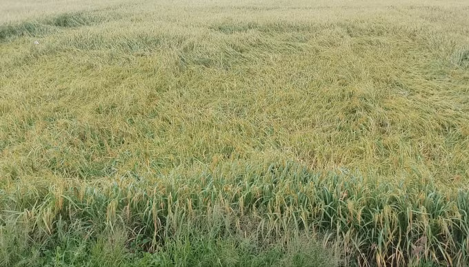 Mưa lớn làm nhiều diện tích lúa của người dân bị đổ ngã.