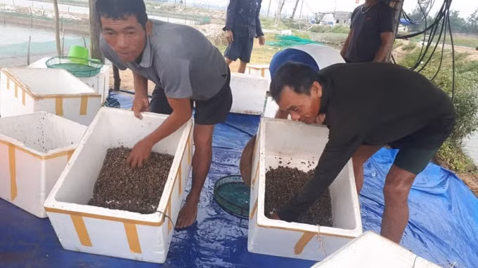 Các hộ dân thu gom ốc hương bị chết đi tiêu hủy và dùng vôi bột để khử trùng. (Ảnh PV)