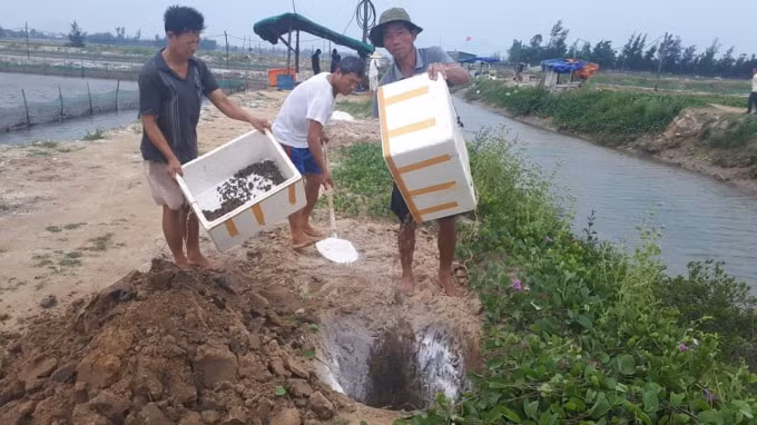 Cơ quan chức năng Hà Tĩnh xác định nguyên nhân ốc hương chết hàng loạt là do quản lý môi trường nuôi của hộ dân và thời tiết. (Ảnh PV)
