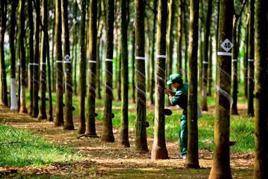 Cao su Tây Ninh (TRC) doanh thu quý II đi lùi, kỳ vọng có 500 tỷ đồng tiền đền bù đất nửa cuối năm