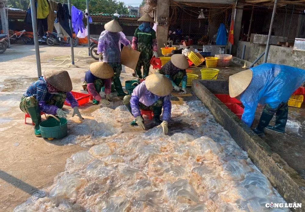 thanh hoa ngu dan phan khoi khi sua bien vao mua duoc gia hinh 6