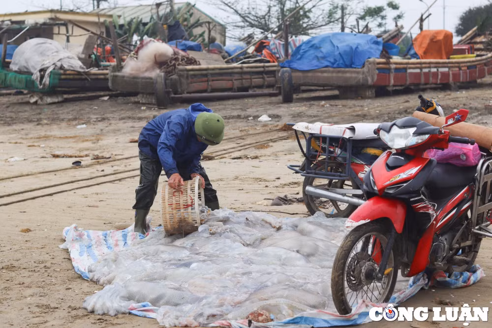 thanh hoa ngu dan phan khoi khi sua bien vao mua duoc gia hinh 3