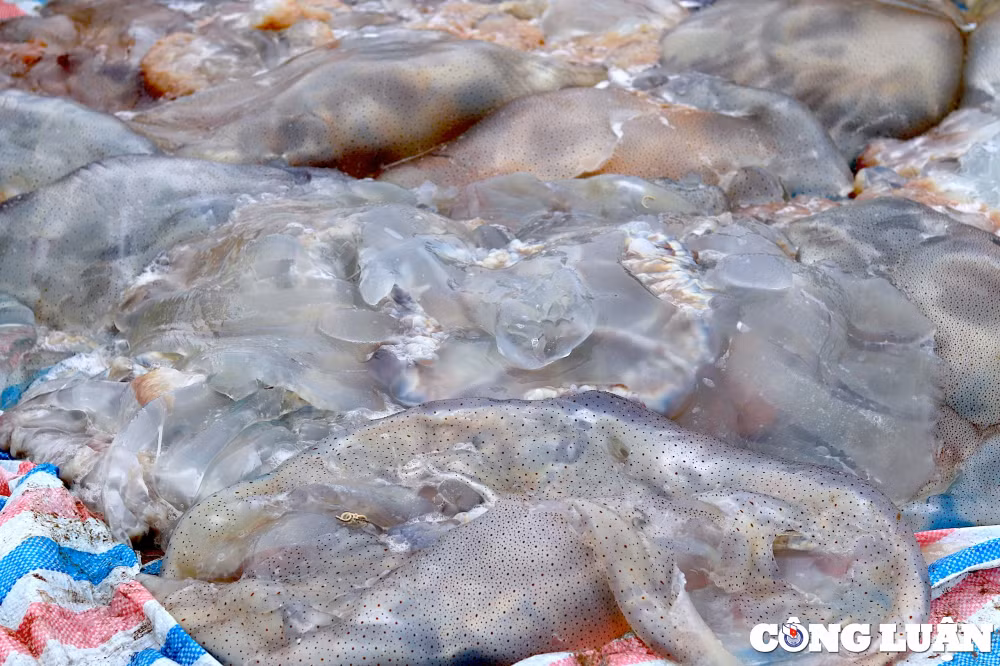 thanh hoa ngu dan phan khoi khi sua bien vao mua duoc gia hinh 7